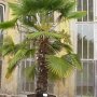 Chinese waaierpalm